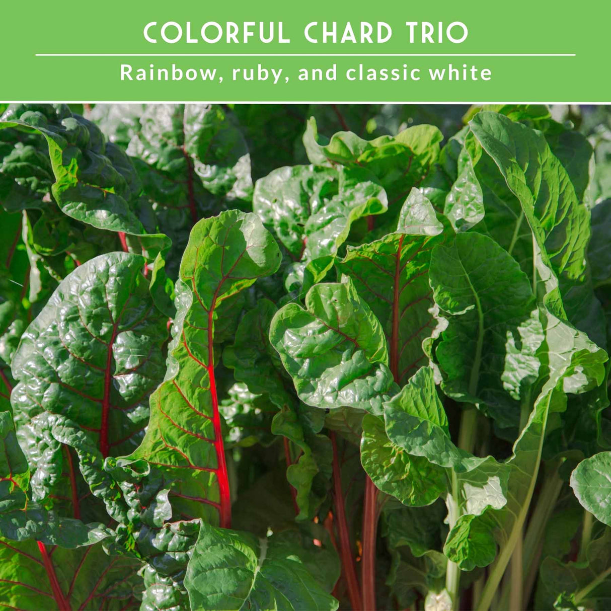 Swiss Chard 3 Variety Seed Collection – Rainbow, Ruby Red, and Fordhook Giant Heirloom Greens for Continuous Harvests