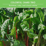 Swiss Chard 3 Variety Seed Collection – Rainbow, Ruby Red, and Fordhook Giant Heirloom Greens for Continuous Harvests