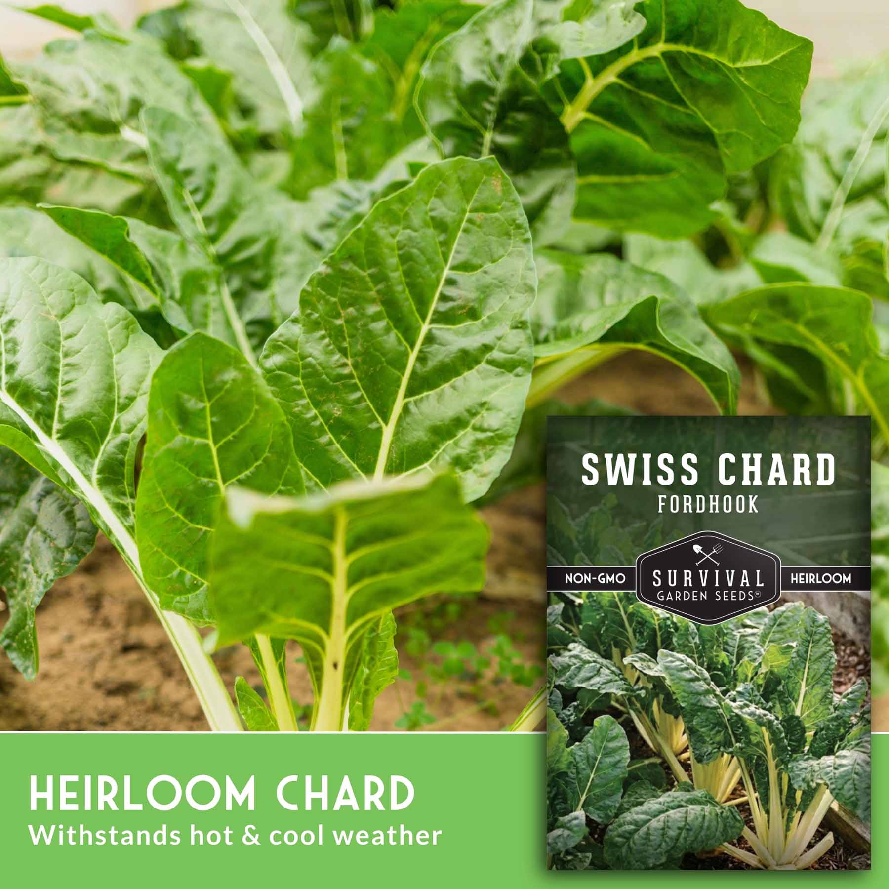 Fordhook Giant Swiss Chard Seeds – SurvivalGardenSeeds