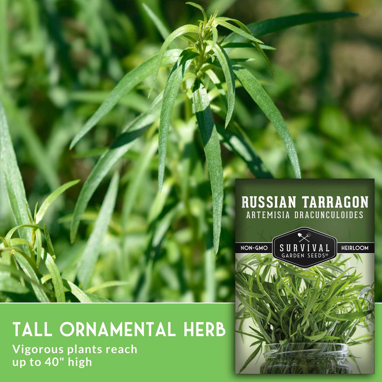 Russian Tarragon plant with text that says Tall ornamental herb