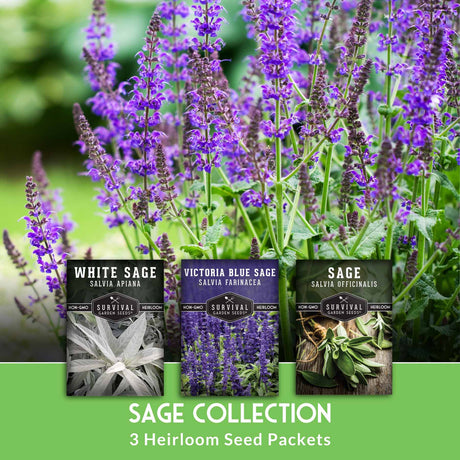 Sage Seed Collection. 3 Heirloom seed packets with blue sage flowers in the background.
