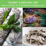Collage of sage leaves and bundles with text about culinary, medicinal, and smudging uses.