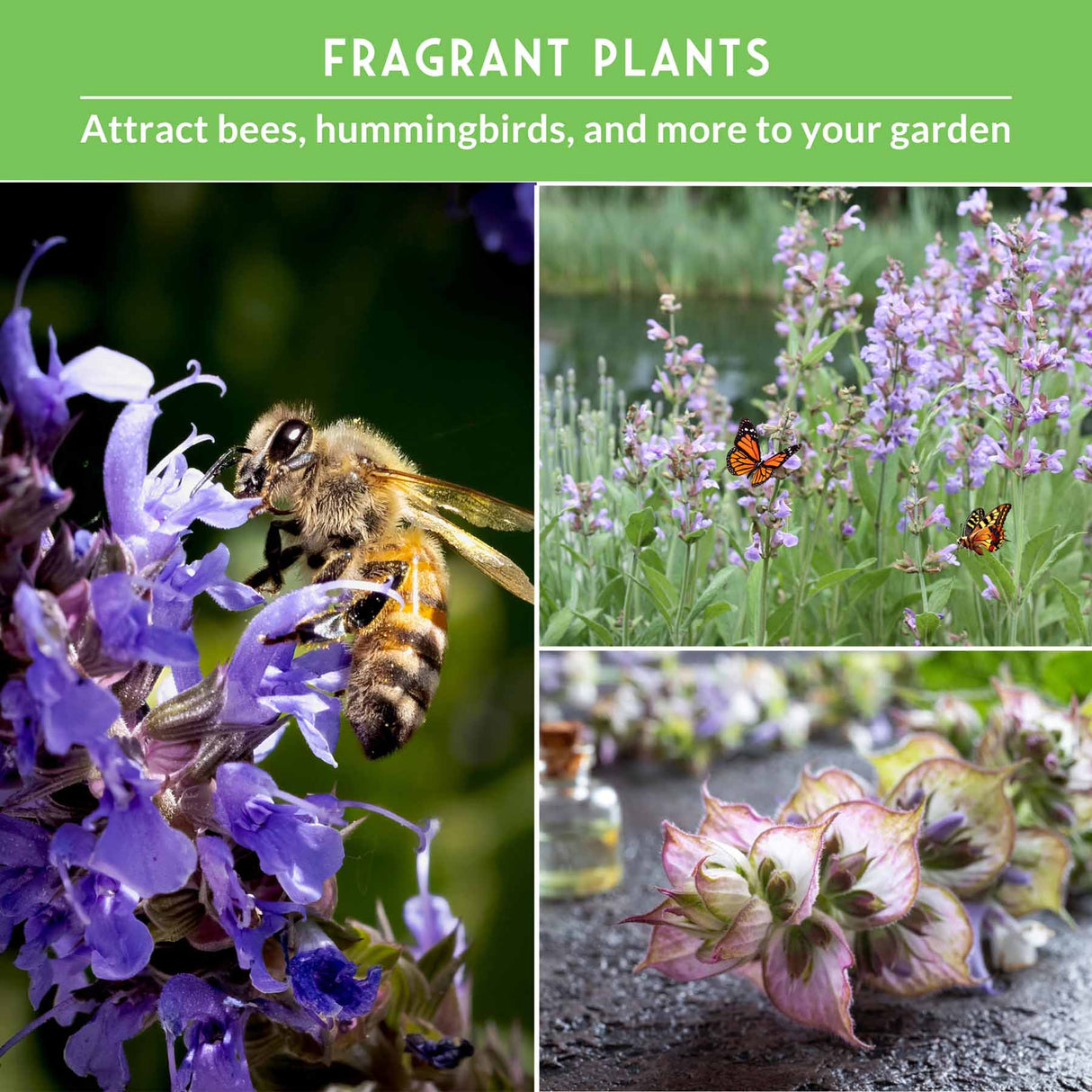 Collage of fragrant plants with a bee and butterflies, set against a green background.
