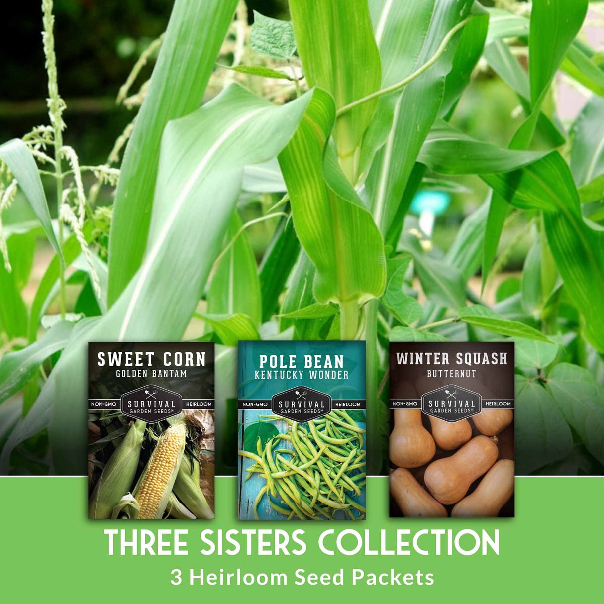 Sweet Corn, Pole Bean & Winter squash seed packets