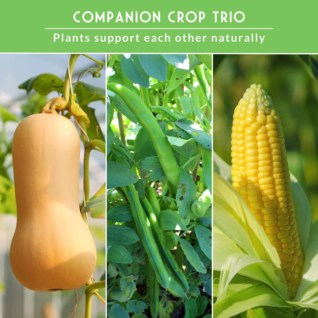 squash, beans, corn - Companion Crop trio