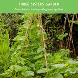 Pole beans with text that says Three Sisters Garden