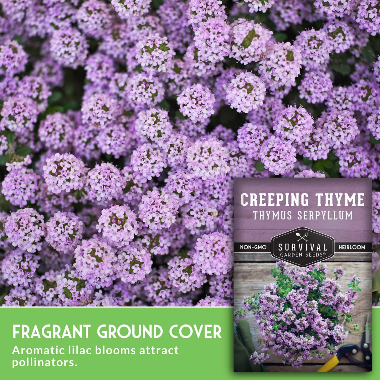 Creeping thyme seed packet with purple flowers in the background