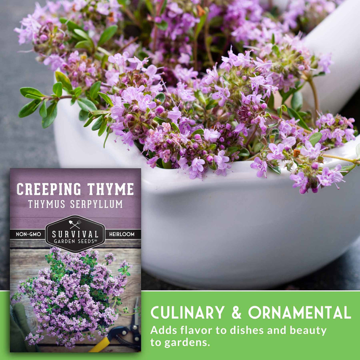 Creeping thyme plant in a white pot with a seed packet labeled 'Survival Garden Seeds' on a gray background.
