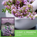 Creeping thyme plant in a white pot with a seed packet labeled 'Survival Garden Seeds' on a gray background.