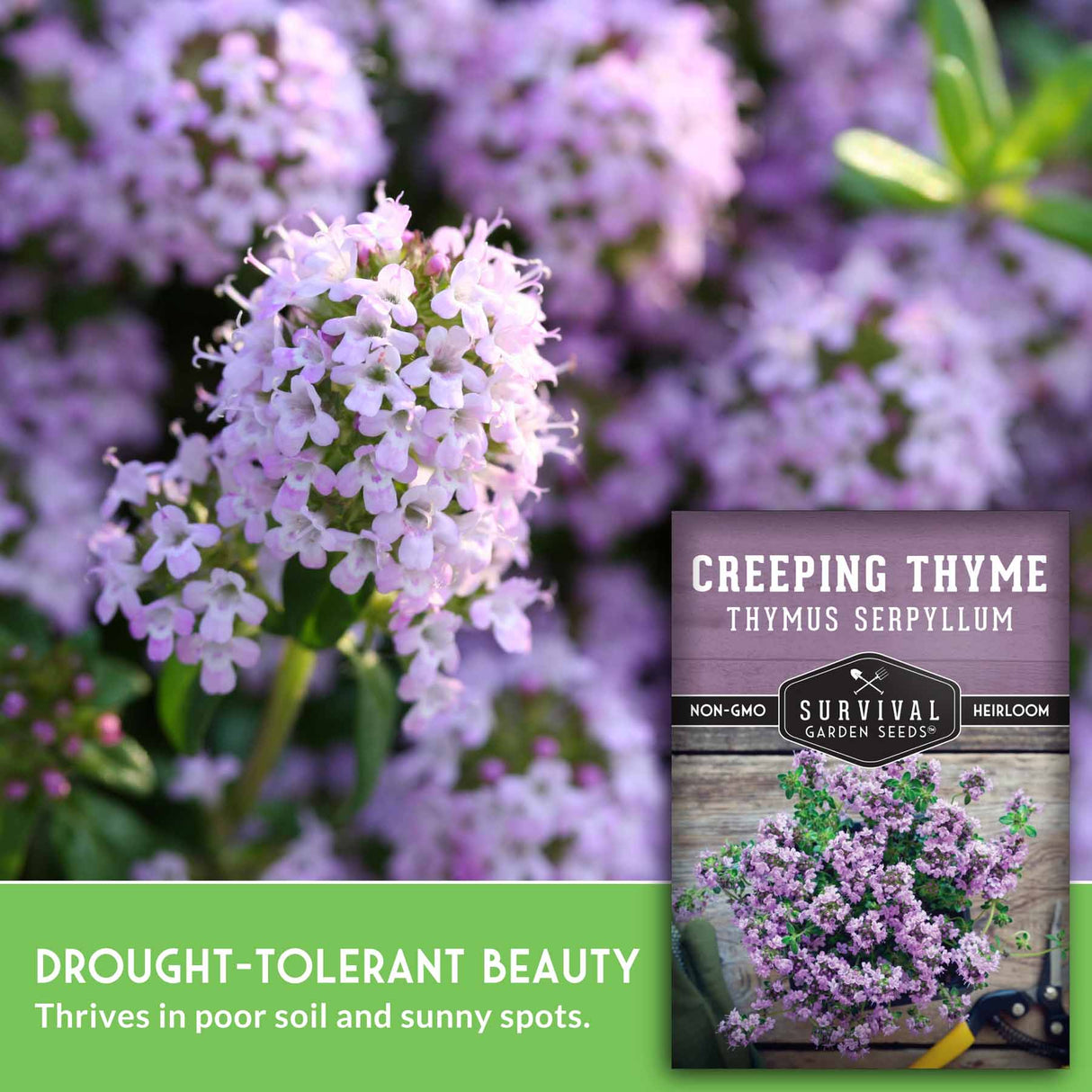 Creeping thyme plant with a seed packet labeled 'Survival Garden Seeds' on a blurred background of more flowers.