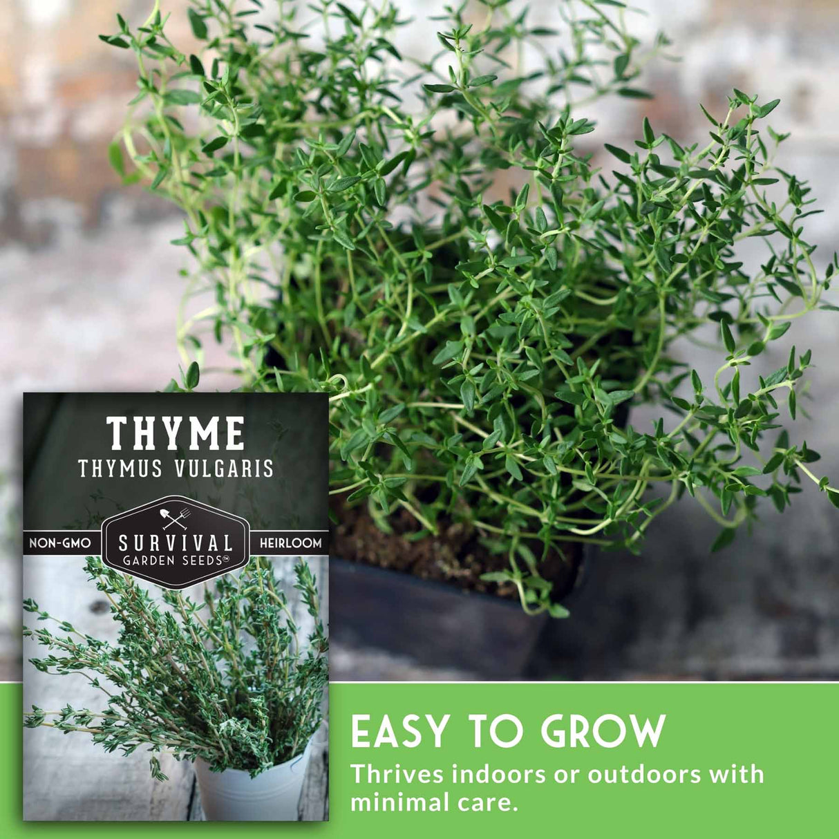 Thyme plant with a seed packet labeled 'Survival Garden Seeds' on a blurred background