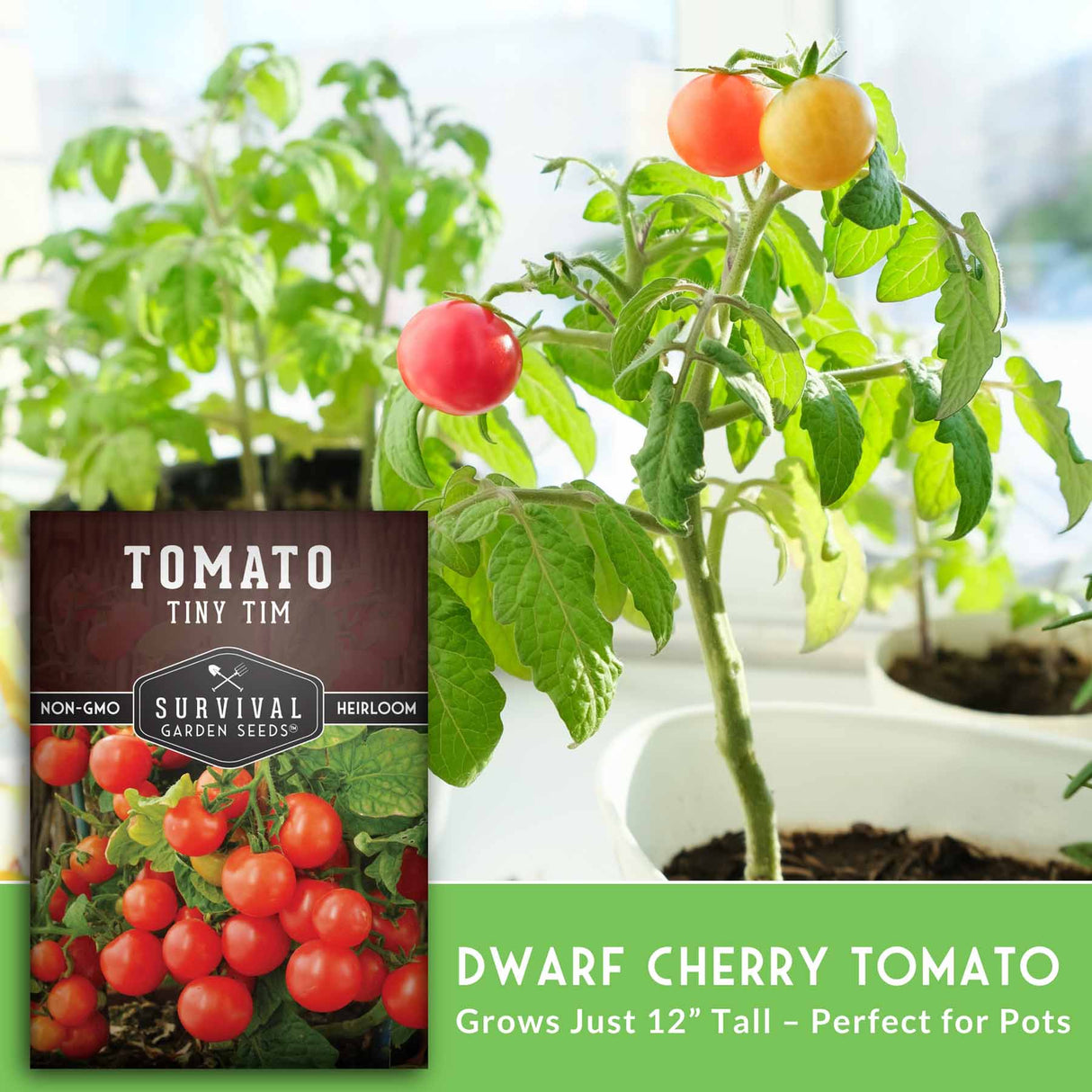Tomato plant with small tomatoes and a seed packet labeled 'Tomato Tiny Tim' on a blurred background.