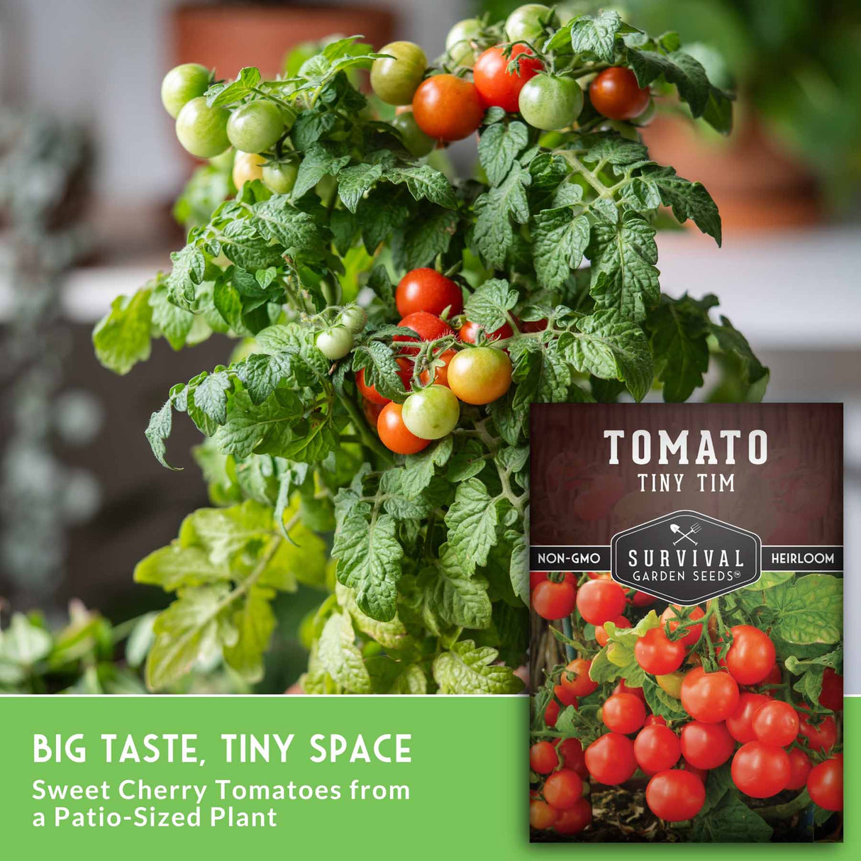 Tomato plant with ripe and unripe tomatoes and a seed packet labeled 'Tomato Tiny Tim' on a blurred background.