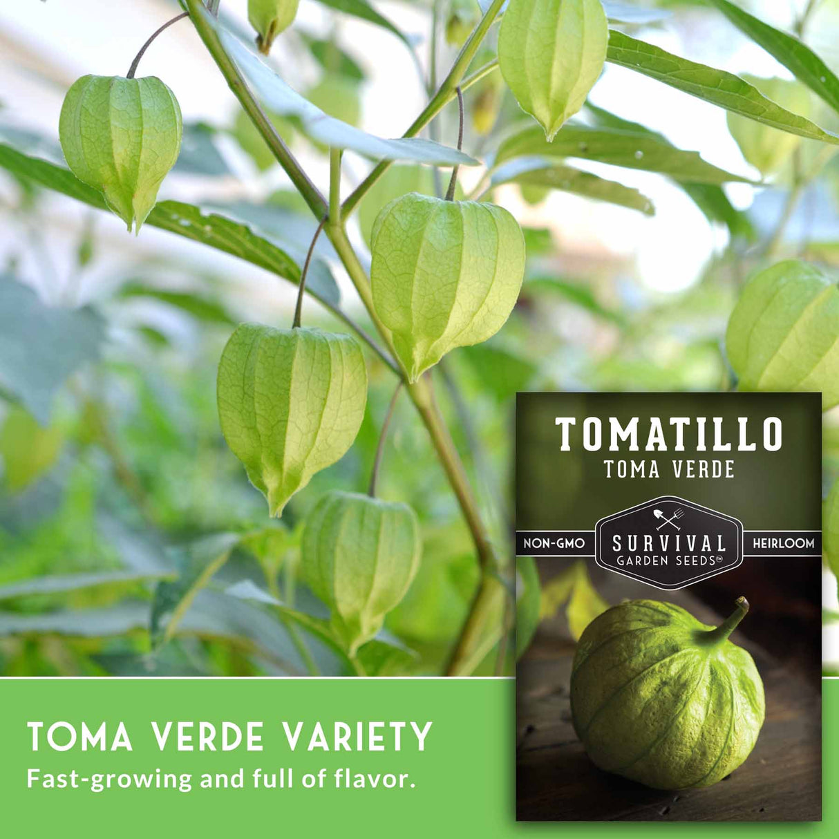 Tomatillo plant with green husks and a seed packet labeled 'Toma Verde' on a blurred natural background.