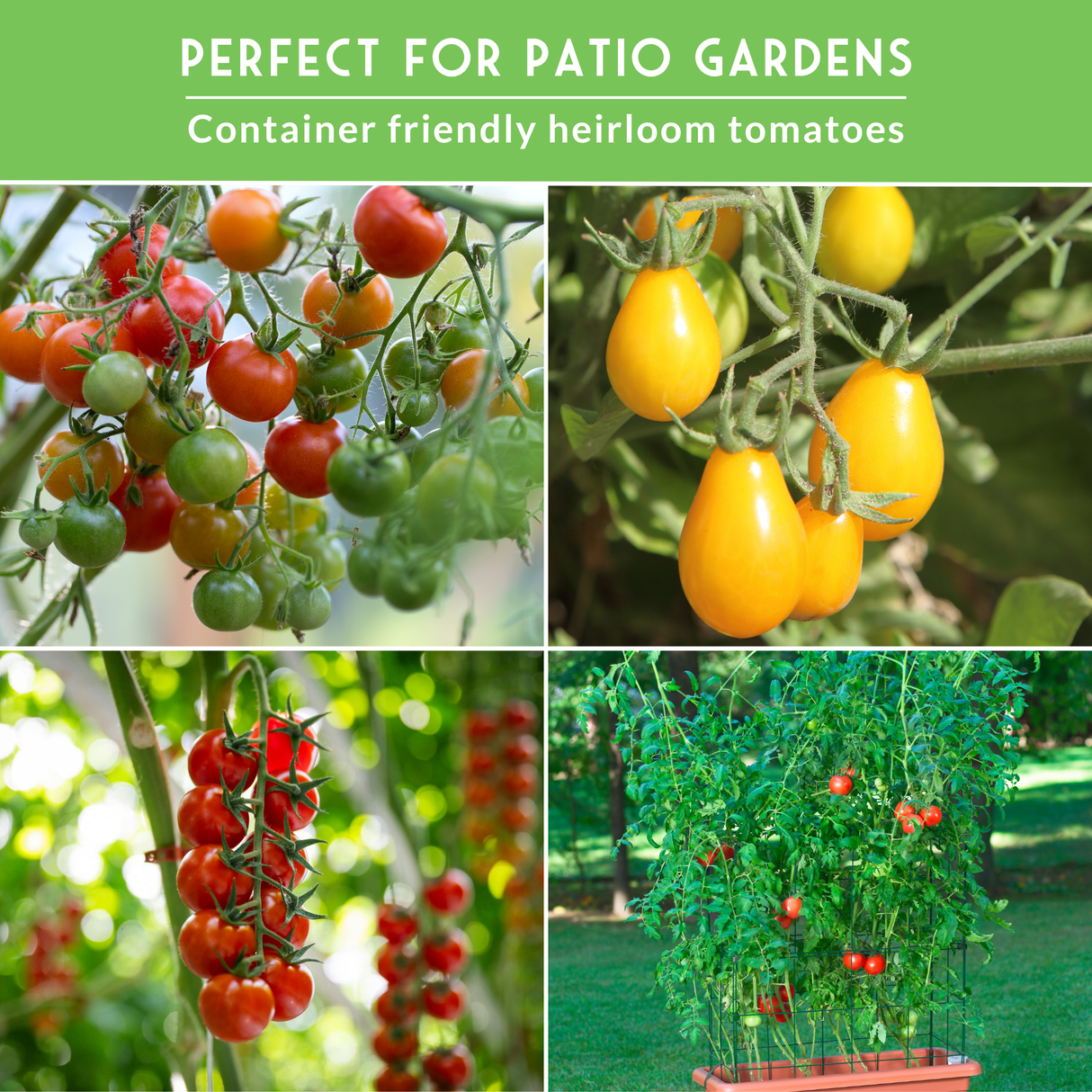 Collage of container-friendly heirloom tomatoes in various stages of growth with a green background.