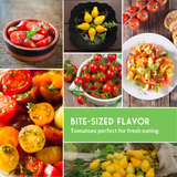 Collage of various tomatoes in different forms with text 'Bite-Sized Flavor: Tomatoes perfect for fresh eating'.