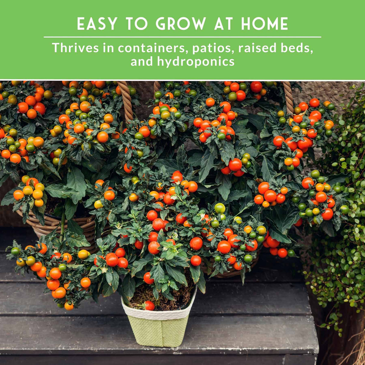 Cherry Tomato Seed Collection – 5 Heirloom Tomatoes for Patio Gardens