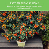 Cherry Tomato Seed Collection – 5 Heirloom Tomatoes for Patio Gardens