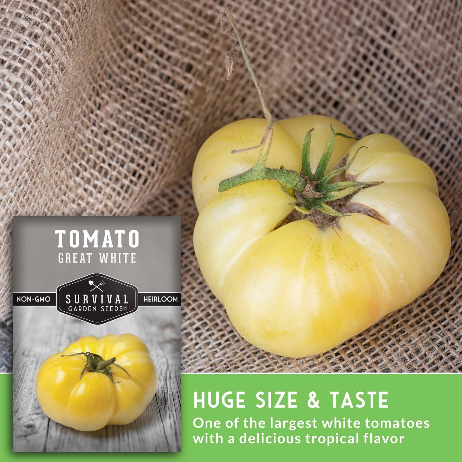 Great White Tomato Seeds – Heirloom, Low-Acid – SurvivalGardenSeeds