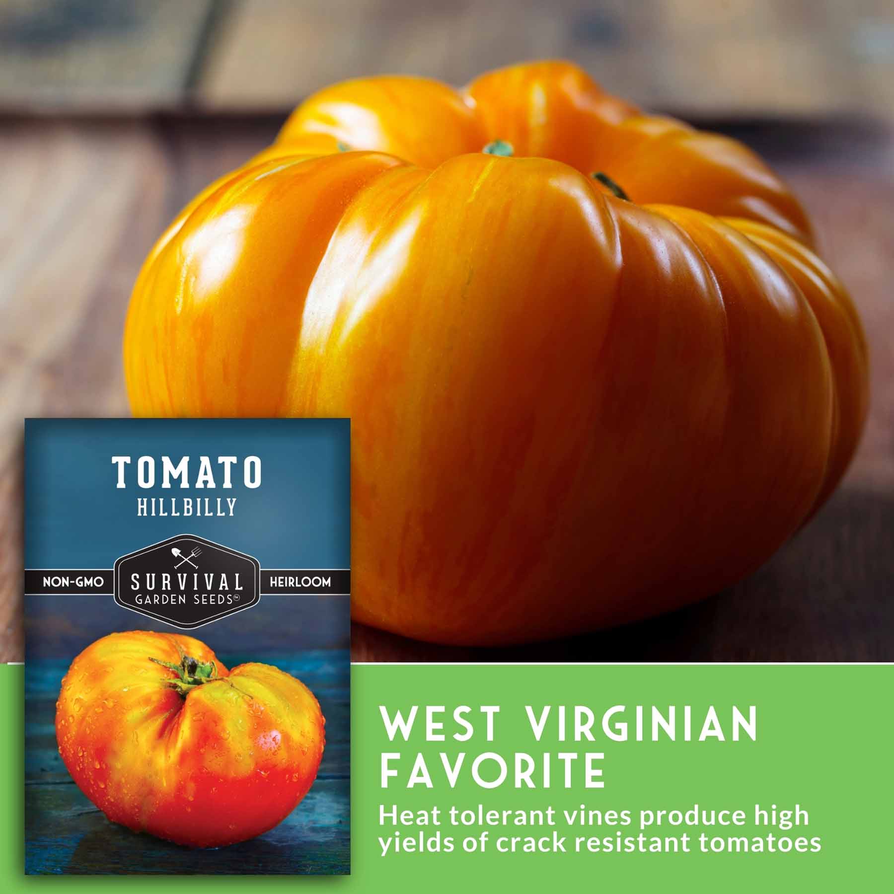 Hillbilly Tomato – Heirloom Marbled Beefsteaks – SurvivalGardenSeeds