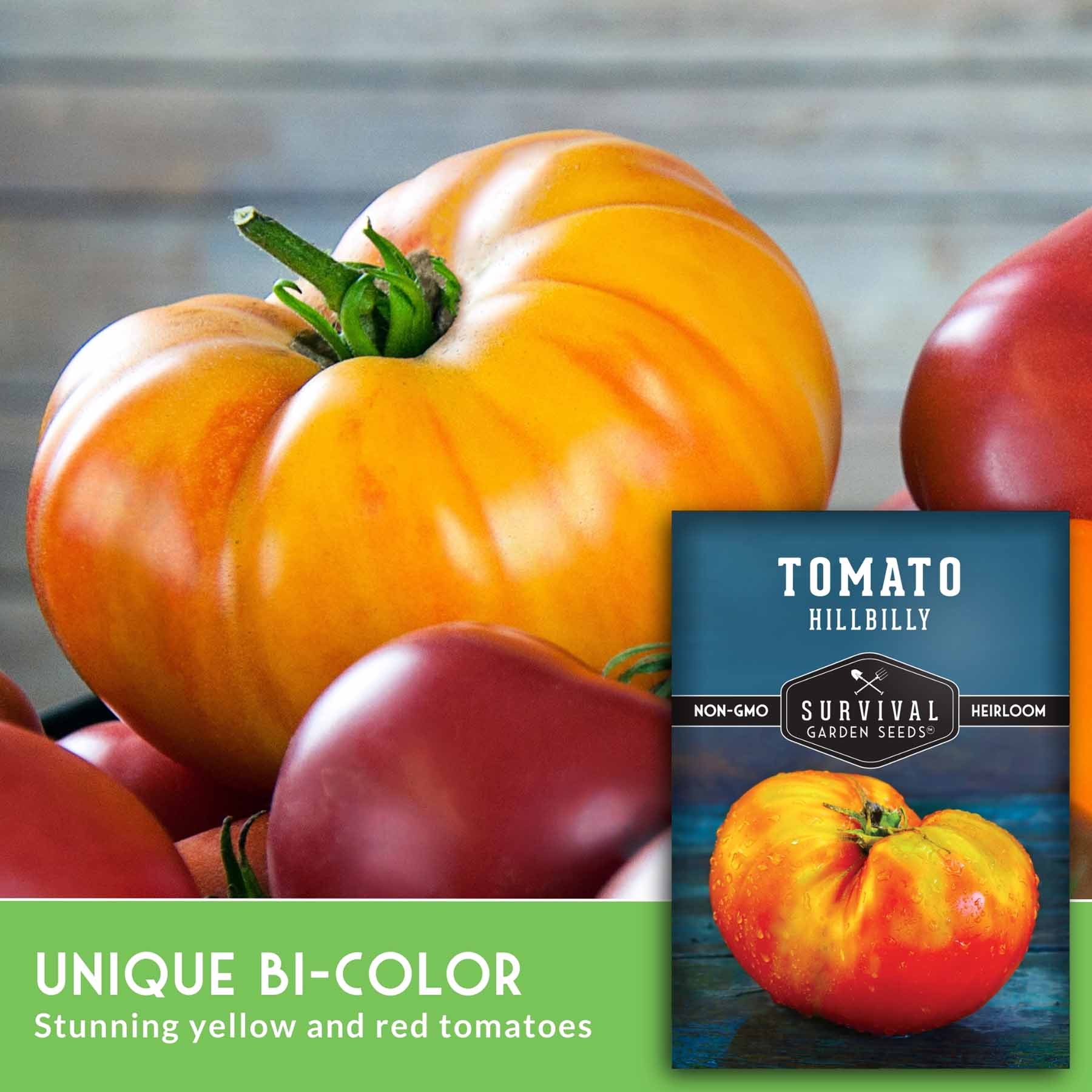Hillbilly Tomato – Heirloom Marbled Beefsteaks – SurvivalGardenSeeds