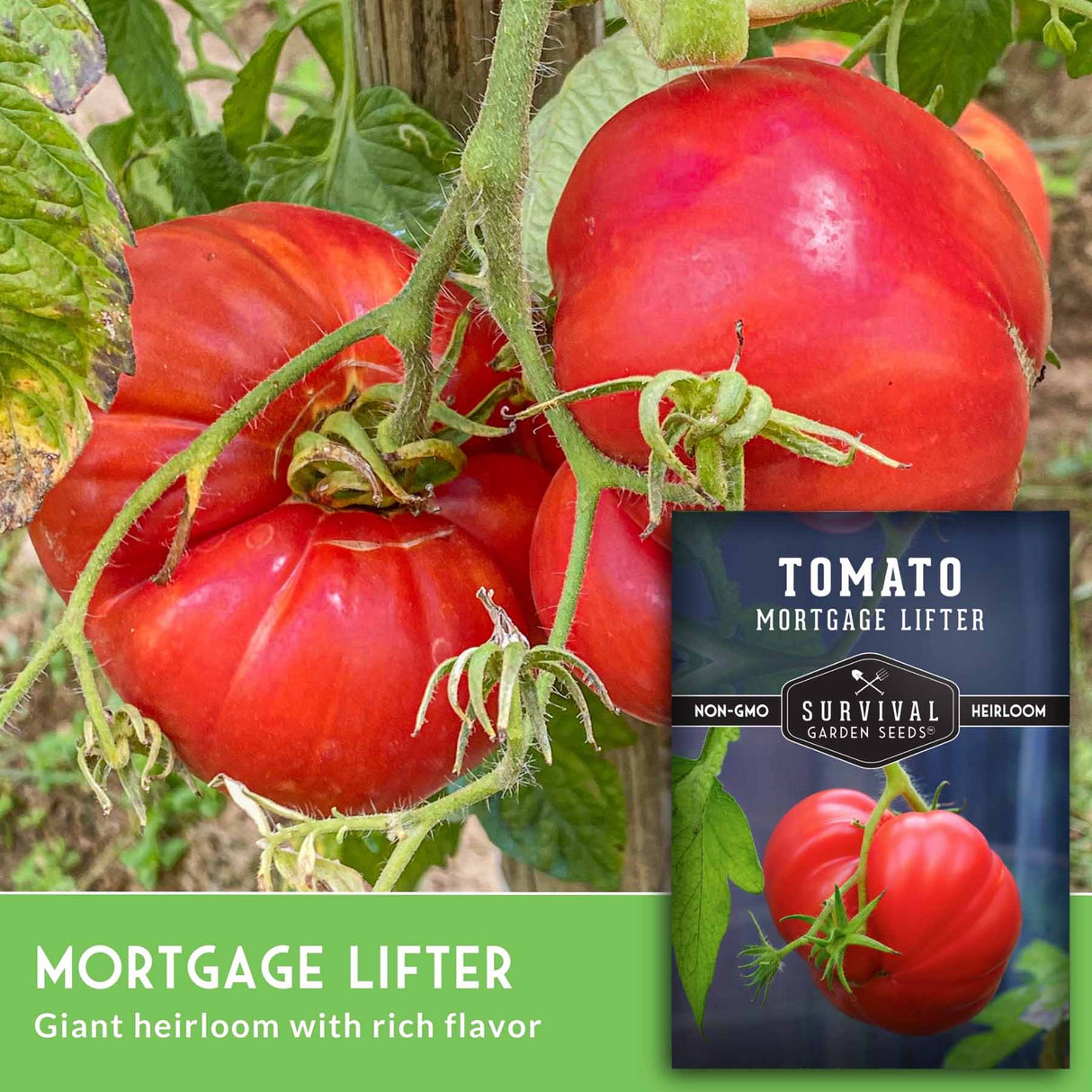 Tomatoes on a vine with a 'Tomato Mortgage Lifter' seed packet.
