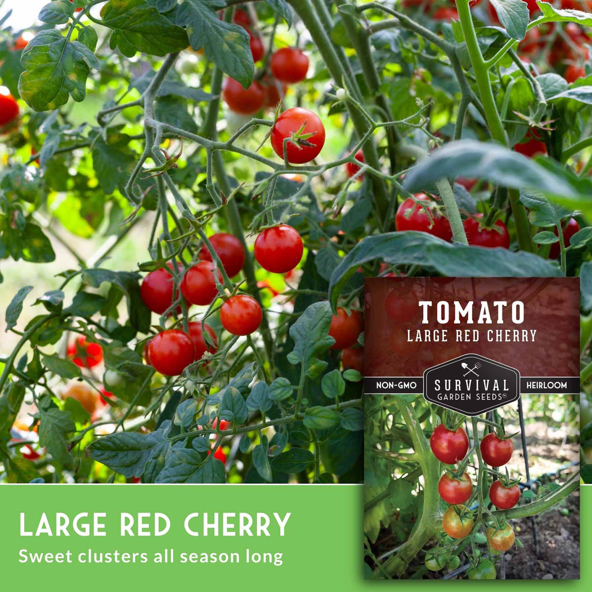 Tomato plant with red cherry tomatoes and a seed packet labeled 'Large Red Cherry' on a green background.