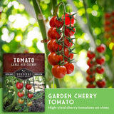 Garden cherry tomatoes on a vine with Survival Garden Seeds package.