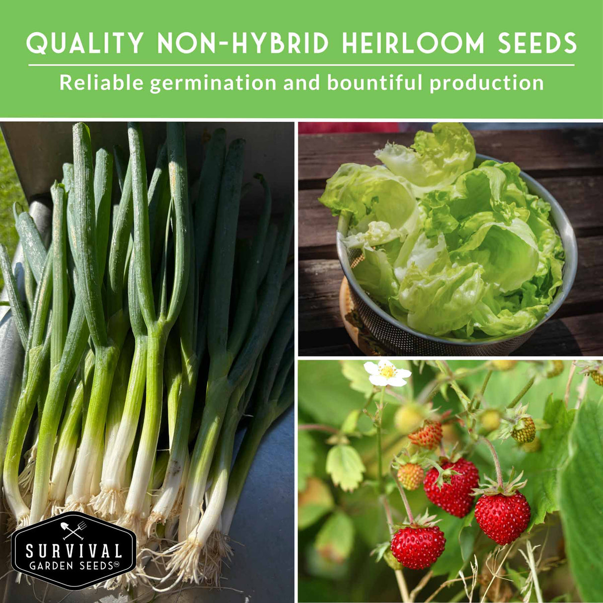 Collage of green onions, lettuce, and strawberries with text about non-hybrid heirloom seeds.