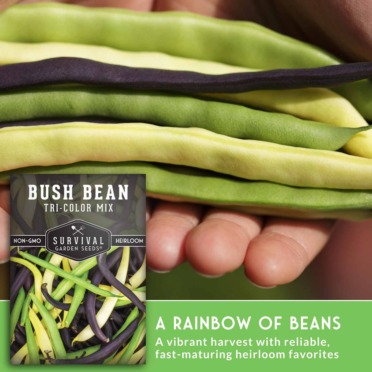 Tri-color bush bean package held by a hand with text about the beans' characteristics.