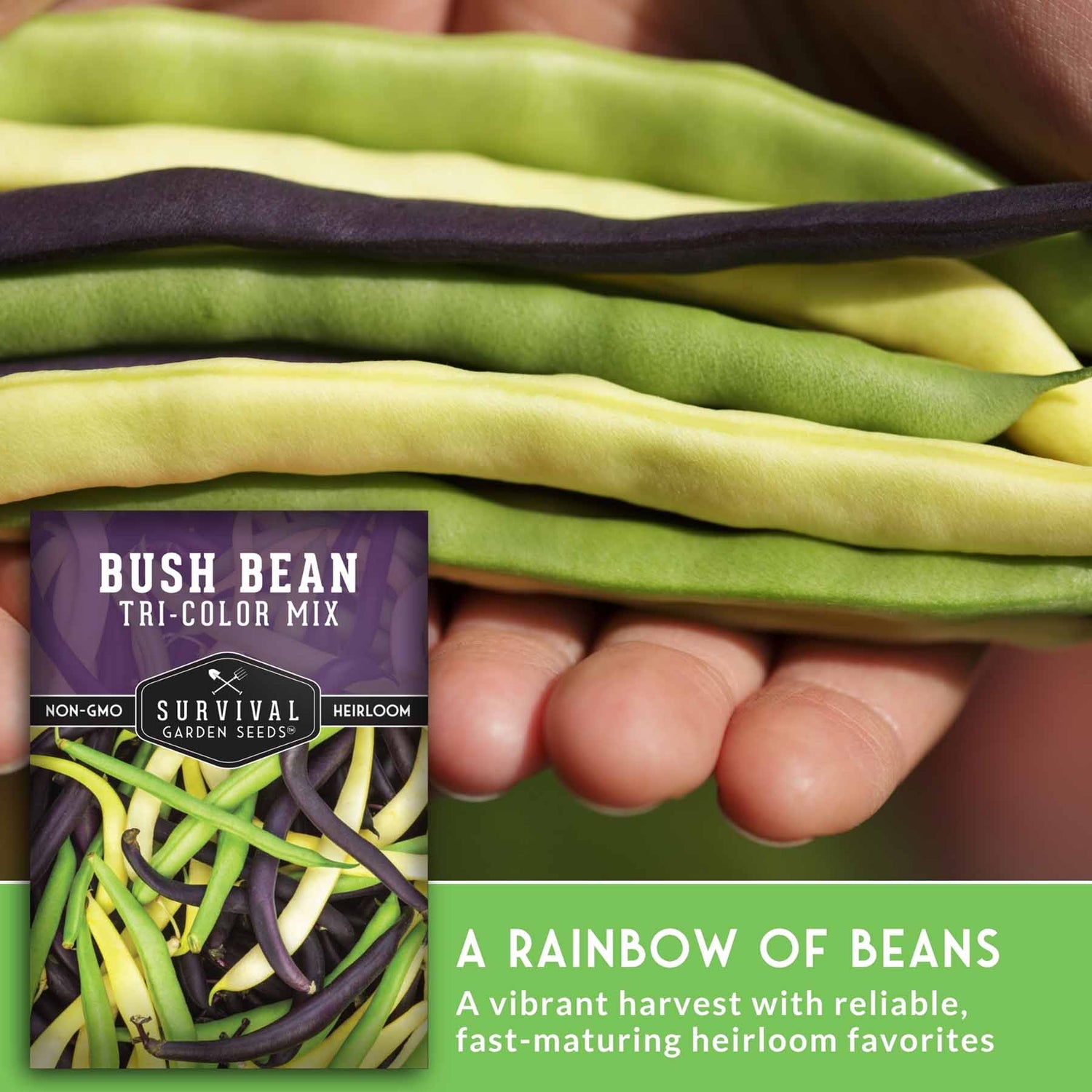 Hand holding green and purple beans with Survival Garden Seeds package in front
