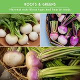 Various turnips with text that says Roots and Greens