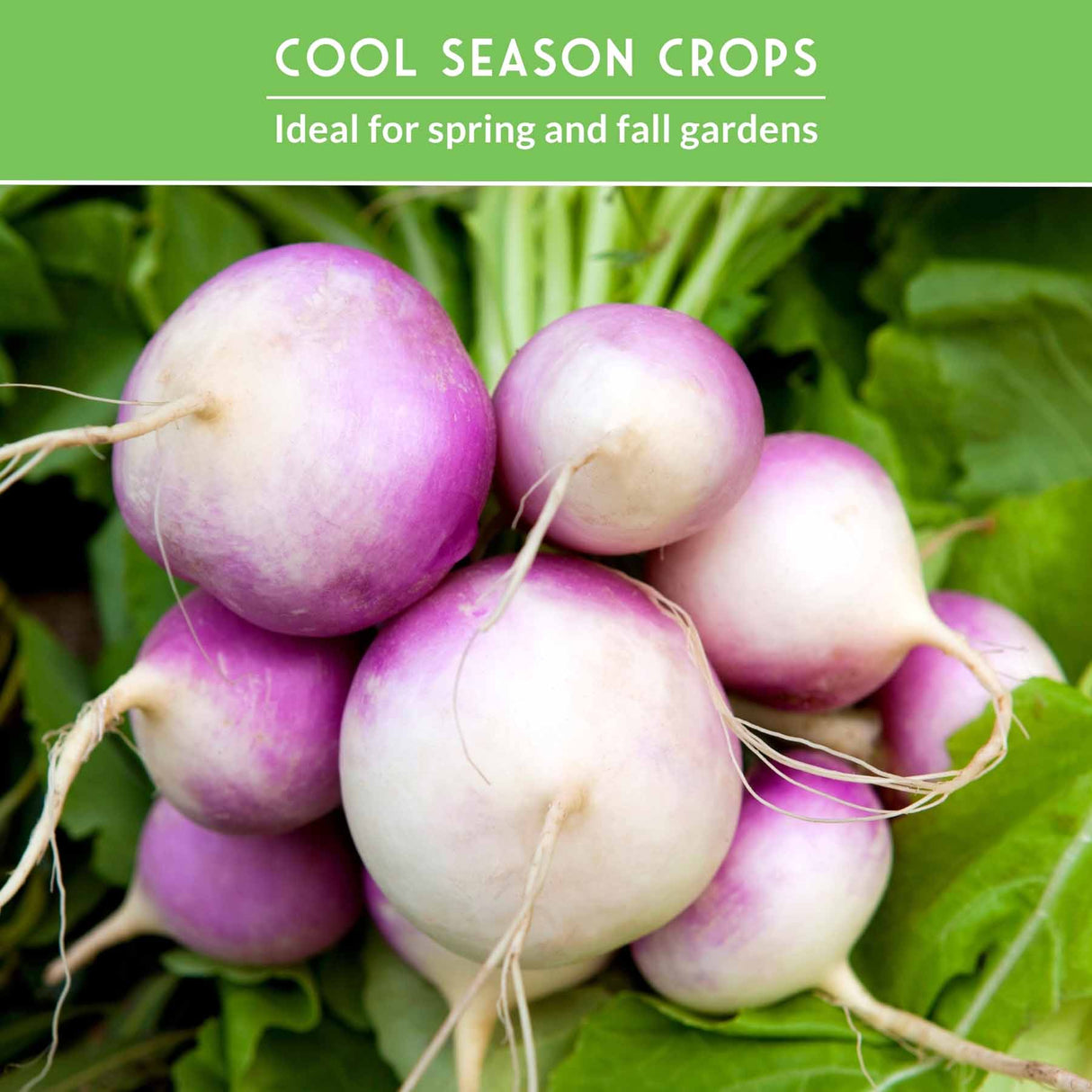 Purple top turnips with text that says Cool Season Crops