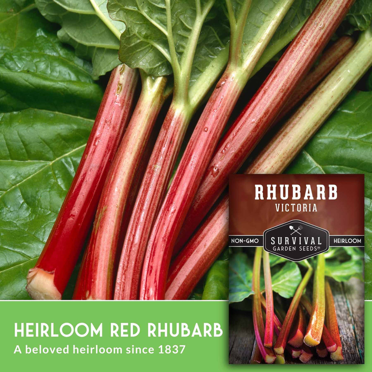 Heirloom red rhubarb with a label for Survival Garden Seeds on a green background