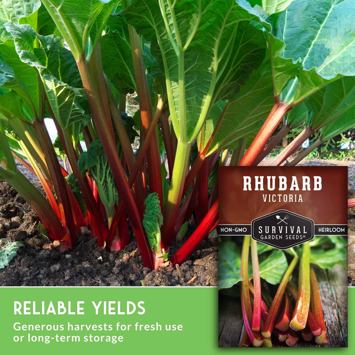 Rhubarb plants with a seed packet labeled 'Survival Garden Seeds' on a green background. Reliable yields