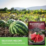 Watermelons in a field with a package of Survival Garden Seeds Watermelon Crimson Sweet.