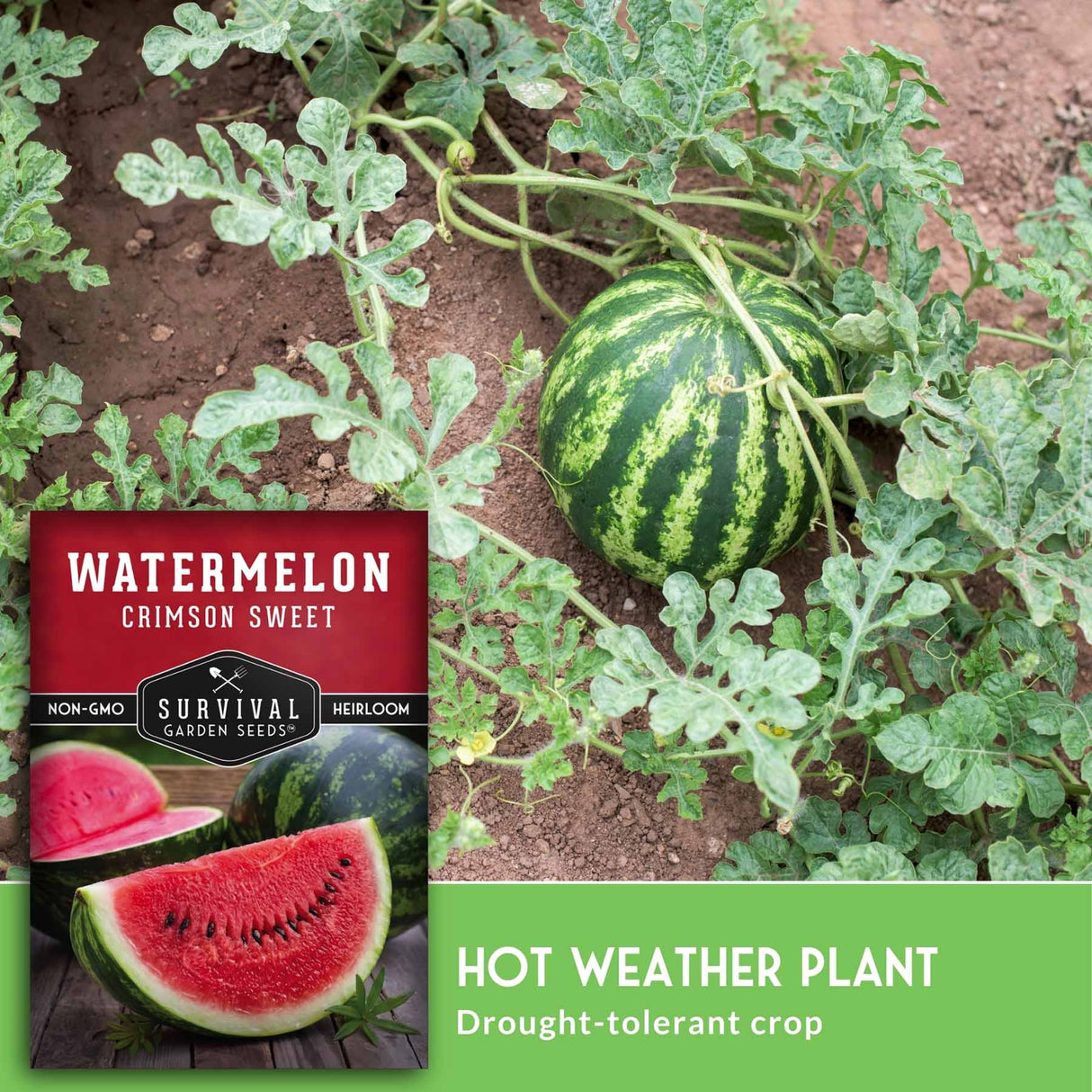 Watermelon plant growing in soil with a ripe striped watermelon visible, plus a product label panel reading 'Watermelon Crimson Sweet' and text 'Hot Weather Plant Drought-tolerant crop.' This is not a clean isolated product shot; it shows the product in a real garden environment, so subject_type is Lifestyle.