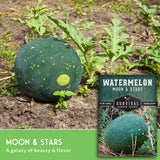 Green watermelon on the ground with 'Moon & Stars' seed packet in the background