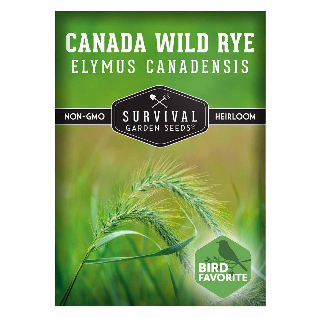 1 Packet of Canada Wild Rye seeds