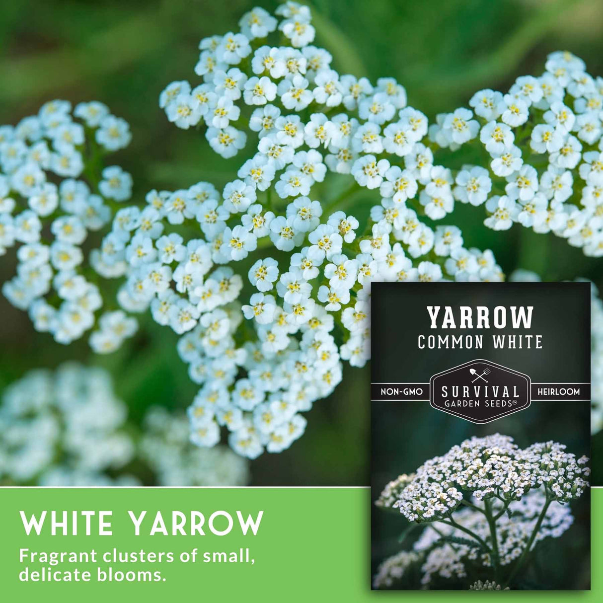 White yarrow flowers with a seed packet labeled 'Yarrow Common White' on a green background.