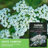 White yarrow flowers with a seed packet labeled 'Yarrow Common White' on a green background.