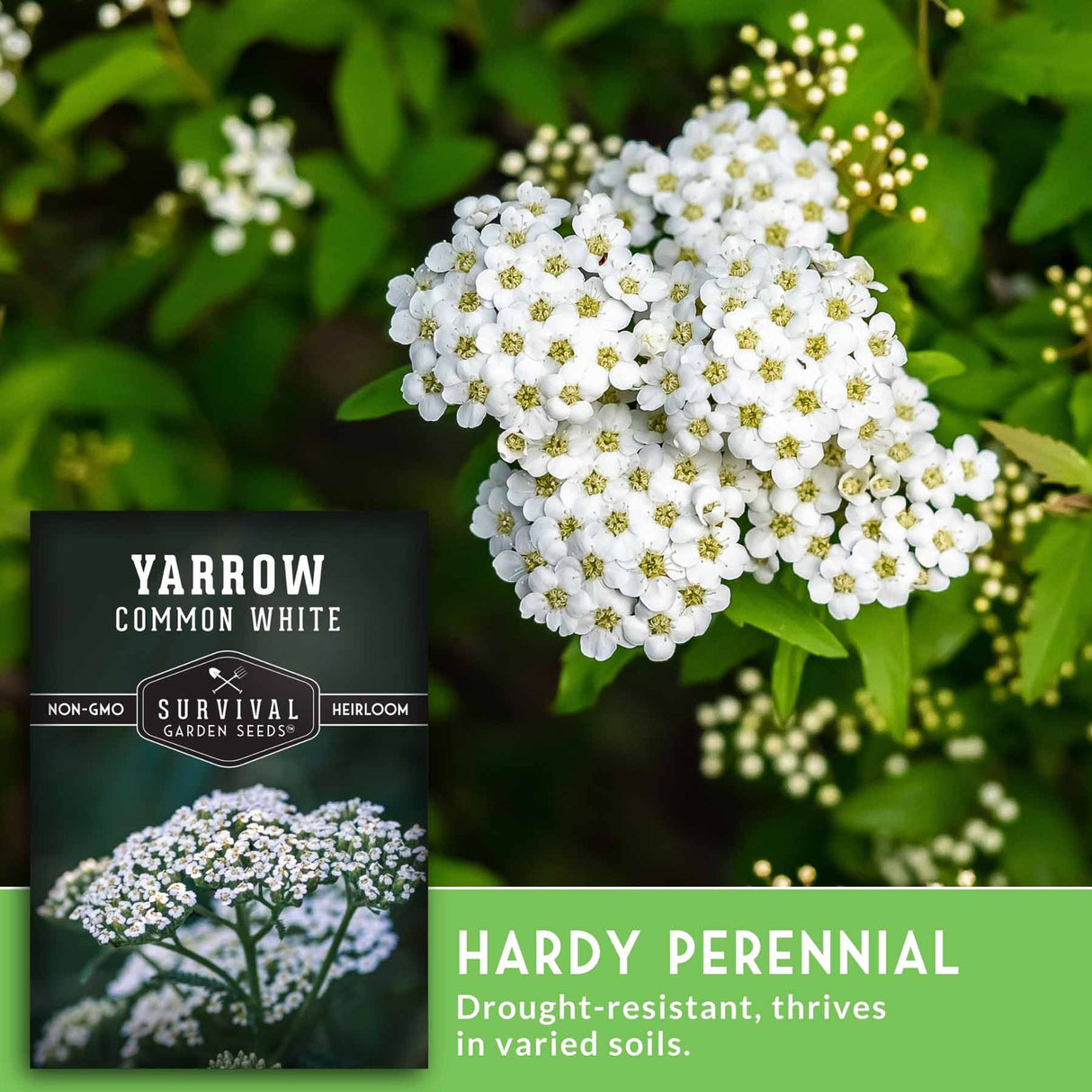 Yarrow Common White flowers with a seed packet label on a green background
