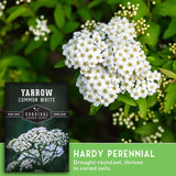 Yarrow Common White flowers with a seed packet label on a green background