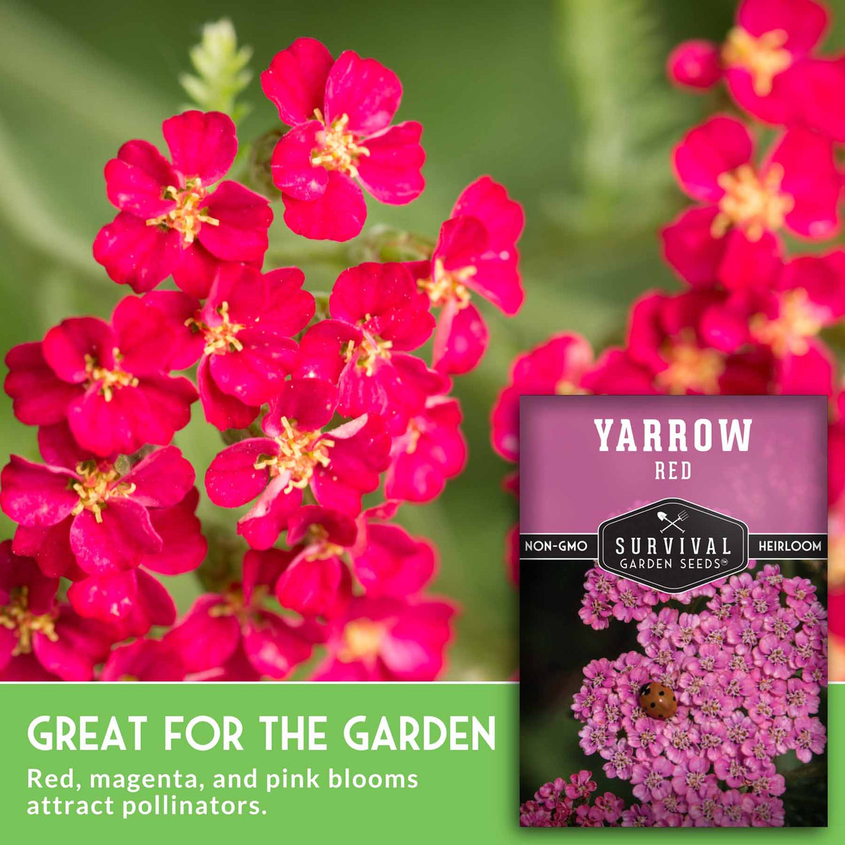 Red Yarrow seed packet and yarrow flowers with text that says Great for the Garden 