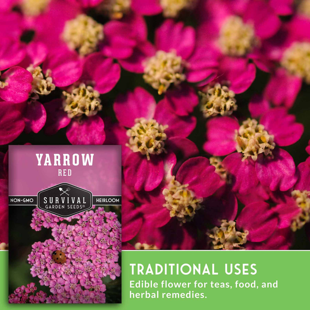 Red Yarrow seed packet with text that says traditional uses