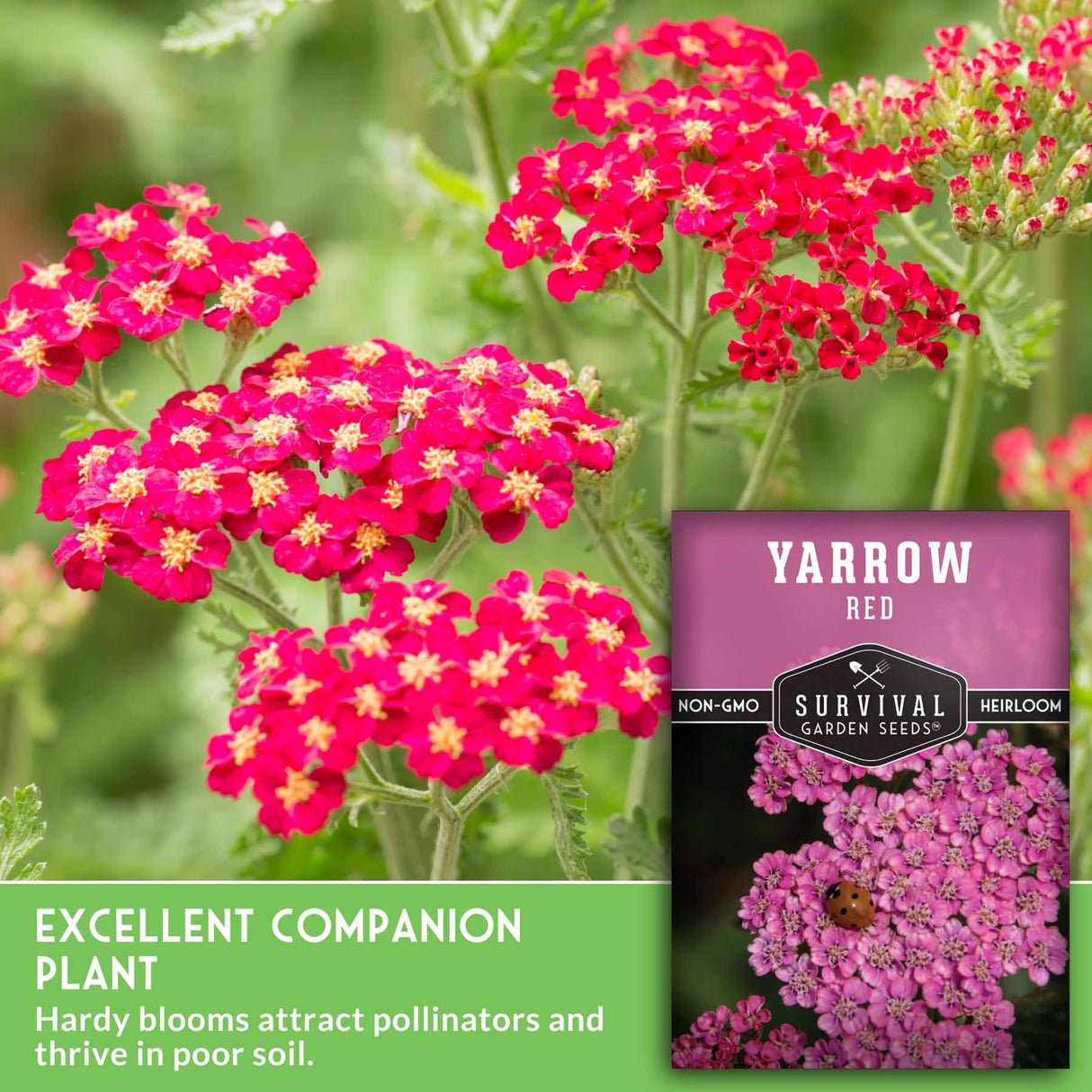 Yarrow red flowers with a seed packet labeled 'Survival Garden Seeds' on a green background.