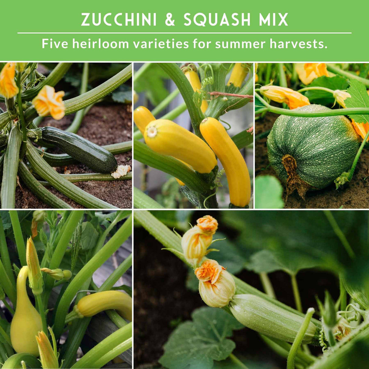 Collage of zucchini and squash plants with text about heirloom varieties.