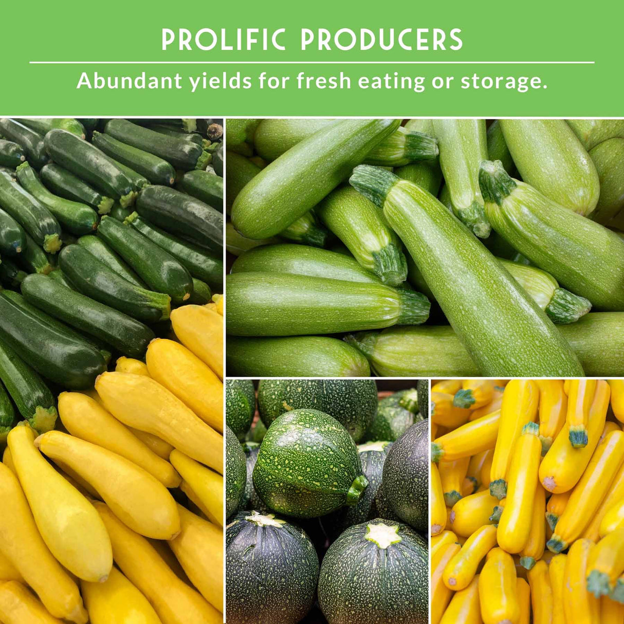 Collage of green and yellow zucchinis with text 'Prolific Producers' on a green background.