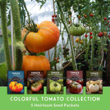 Colorful tomato collection with seed packets in front of a tomato plant.