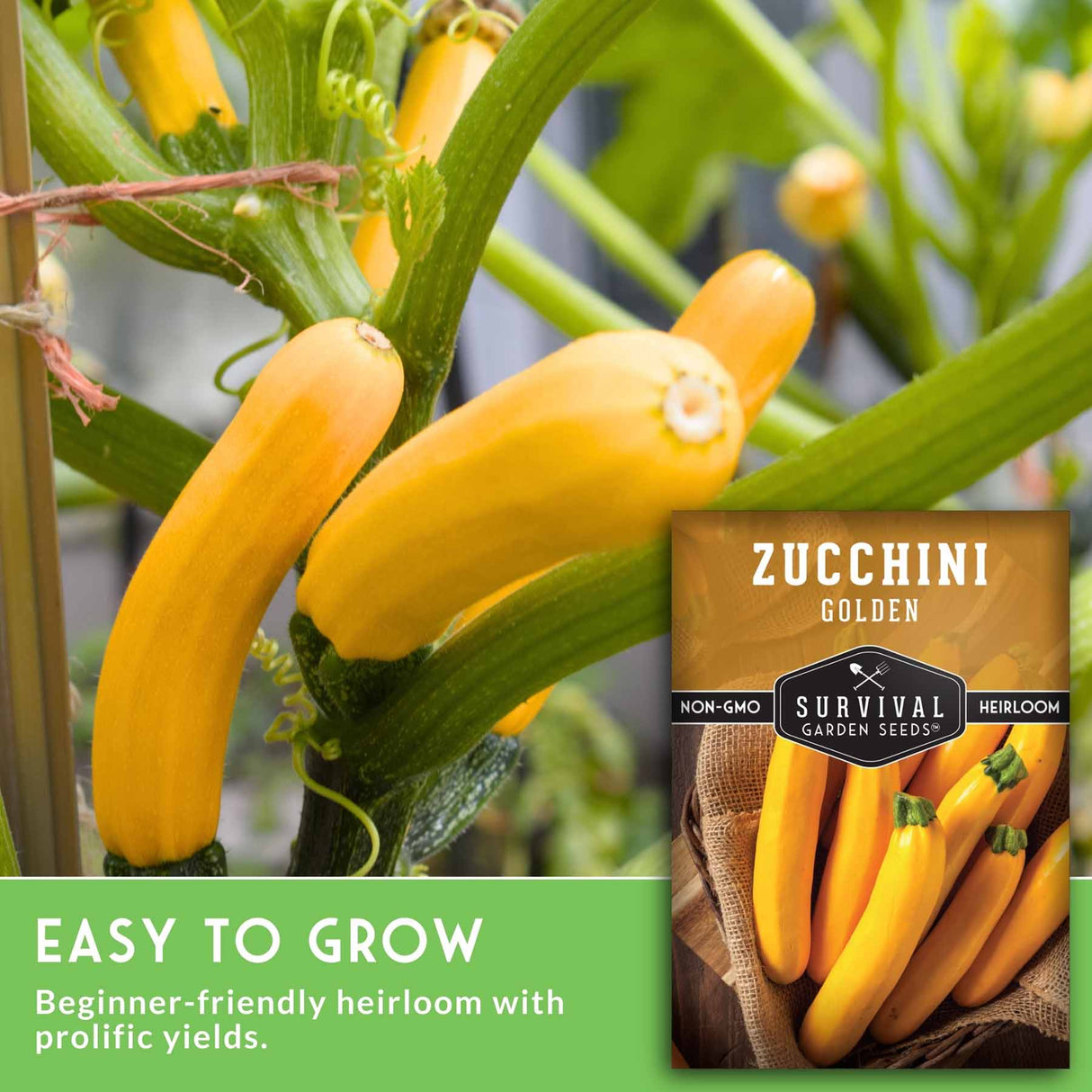 Zucchini plant with yellow zucchinis and a package of Survival Garden Seeds Zucchini Golden.